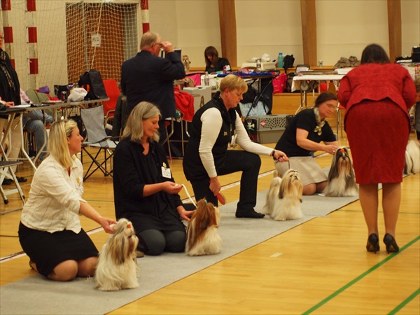 Shih Tzu Danmark